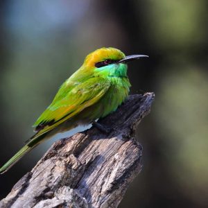 Thol Bird Sanctuary - Things to do in Ahmedabad